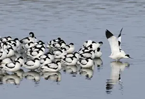 Waders Prints: Avocets Recurvirostra avosetta at roost Snettisham RSPB Reserve The Wash Norfolk February
