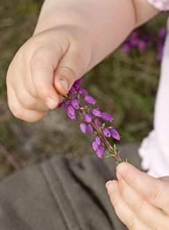 Baby clutching piece of flowering heather on heath North Norfolk summer Baby clutching piece of flowering heather on heath North Norfolk summer
