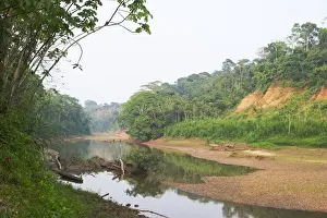 Neotropical Prints: Backwater of the Tambopata River showing clay bank where worlds largest macaw / parrot