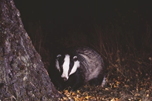 Badger, Meles meles, Scotland, October, young female