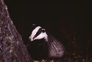 Nocturnal Prints: Badger, Meles meles, Scotland, October, young female