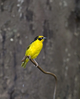 Baglafecht Weaver Ploceus baglafecht of reichenowl race Masai Mara Kenya Baglafecht Weaver Ploceus baglafecht of reichenowl race Masai Mara Kenya