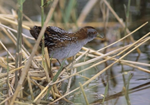 Greece Prints: Baillons Crake Porzana pusilla May Greece