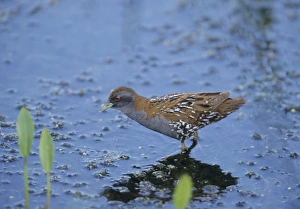 Baillons Crake Porzana pusilla vagrant in UK Stodmarsh Kent June 99 Baillons Crake Porzana pusilla vagrant in UK Stodmarsh Kent June 99