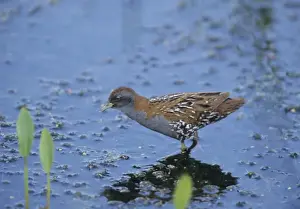 Baillons Crake Porzana pusilla vagrant in UK Stodmarsh Kent June 99