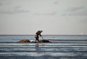 Snettisham Prints: Bait digging on mudflats of The Wash off Snettisham Norfolk winter