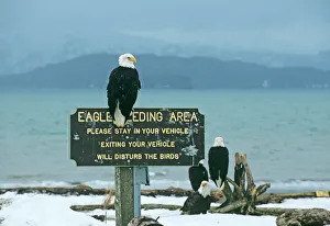 Bald Eagle at eagle feeding site on Homer spir Alaska winter Bald Eagle at eagle feeding site on Homer spir Alaska winter
