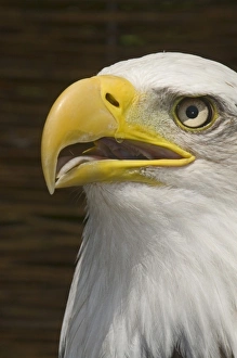 Raptor Prints: Bald Eagle Halaeetus eucocephalus close up of head