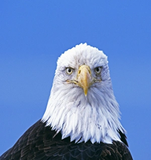 Eagle Prints: Bald Eagle, Haliaeetus leucocephalus, Kenai, Alaska, USA