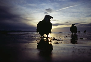 Bald Eagle, Haliaeetus leucocephalus, Homer, Alaska, winter