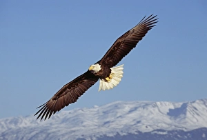 Bald Eagle, Haliaeetus leucocephalus, Homer, Alaska, winter
