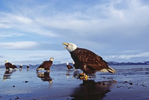 Bald Eagle, Haliaeetus leucocephalus, Homer, Alaska, winter