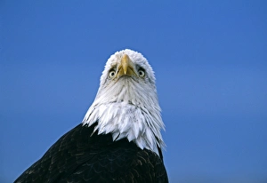 Eagle Prints: Bald Eagle, Haliaeetus leucocephalus, Alaska, USA