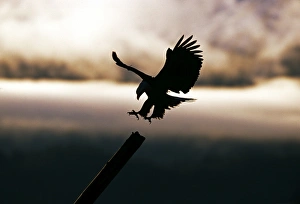 Bald Eagle, Haliaeetus leucocephalus coming in to land, Kenai, Alaska, USA Bald Eagle, Haliaeetus leucocephalus coming in to land, Kenai, Alaska, USA