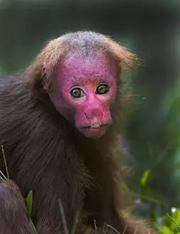 Neotropical Prints: Bald Uakari (Red Uakari) Cavajeo calvus ucayalii Iquitos region Amazon Basin Peru