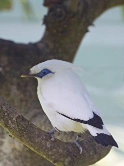 Endangered Prints: Bali Starling Leucopsar rothschildi (captive)