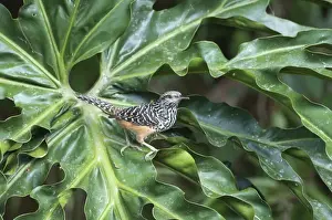 La Selva Prints: Banded-back Wren Campylorhynchus zonatus La Selva Costa Rica