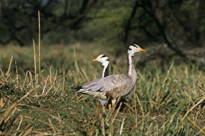 Bharatpur Prints: Bar-headed Geese Bharatpur India November