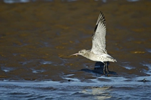 Bar-tailed Godwit (Limosa lapponica) Norfolk winter