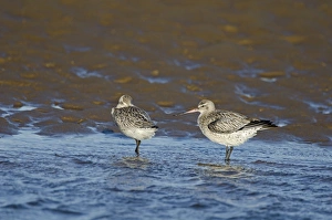 Bar-tailed Godwit (Limosa lapponica) Norfolk winter