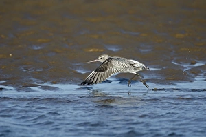 Bar-tailed Godwit (Limosa lapponica) Norfolk winter