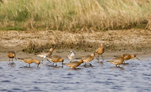 Bar-tailed Godwit Limosa lapponica in breeding plumage Salthouse Norfolk April Bar-tailed Godwit Limosa lapponica in breeding plumage Salthouse Norfolk April