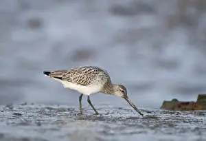 Bar-tailed Godwit Limosa lapponica feeding on ragworm Norfolk January