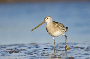 Bar-tailed Godwit Limosa lapponica feeding on todal mudflats North Norfolk January