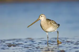Bar-tailed Godwit Limosa lapponica feeding on todal mudflats North Norfolk January