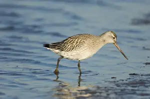 Bar-tailed Godwit Limosa lapponica in non breeding plumage North Norfolk winter
