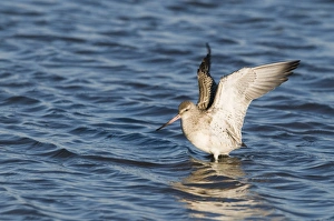 Bar-tailed Godwit Limosa lapponica Norfolk winter