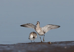 Bar-tailed Godwit Limosa lapponica Norfolk winter