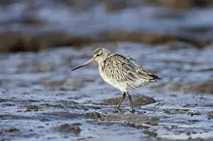 Bar-tailed Godwit (Limosa lapponica) Norfolk winter
