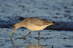Bar-tailed Godwit (Limosa lapponica) Norfolk winter