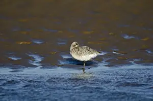 Bar-tailed Godwit (Limosa lapponica) Norfolk winter