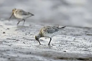 Bar-tailed Godwit (Limosa lapponica) Norfolk winter