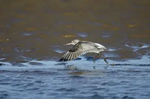 : Bar-tailed Godwit (Limosa lapponica) Norfolk winter