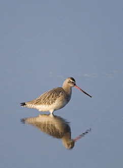 Bar-tailed Godwit Limosa lapponica in tidal creek Norfolk winter Bar-tailed Godwit Limosa lapponica in tidal creek Norfolk winter