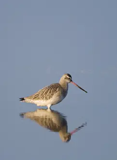 Bar-tailed Godwit Limosa lapponica in tidal creek Norfolk winter