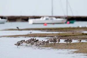 Bar-tailed Godwits Limosa lapponicus roosting at high tide Burnham Overy Staithe Bar-tailed Godwits Limosa lapponicus roosting at high tide Burnham Overy Staithe