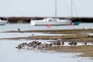 Waders Prints: Bar-tailed Godwits Limosa lapponicus roosting at high tide Burnham Overy Staithe
