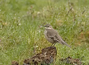 Chile Prints: Bar-winged Cinclodes Cinclodes fuscus Torres del Paine Chile