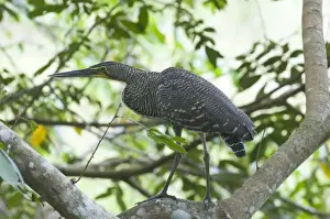 South Prints: Bare-throated Tiger Heron Tigrisoma mexicanum juvenile Tikal Guatemala