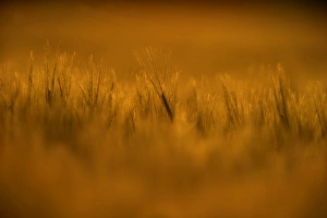 Agriculture Prints: Barley in field at sunset Norfolk summer