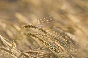 Agriculture Prints: Barley ready for harvesting Norfolk July