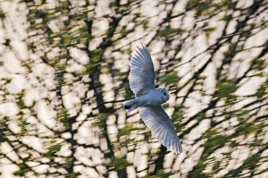 Cley Prints: Barn Owl Tyto alba Cley Norfolk April