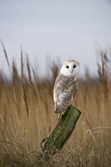 Barn Owl Tyto alba Cley Norfolk winter
