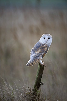 Barn Owl Tyto alba Cley Norfolk winter