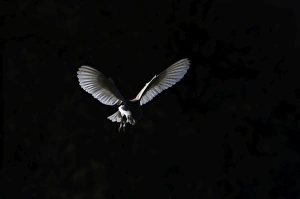 Barn Owl Tyto alba female hunting over grazing marsh at Burnham Overy Norfolk February