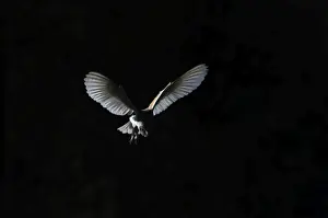Barn Owl Tyto alba female hunting over grazing marsh at Burnham Overy Norfolk February